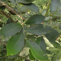 Glycosmis pentaphylla (Retz.) DC.